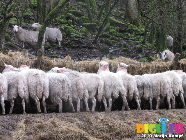 SX13320 Row of sheep's butt feeding near Pont Rhydrhiwllan